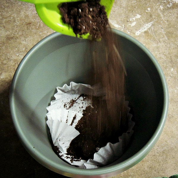Coffee filter in planter