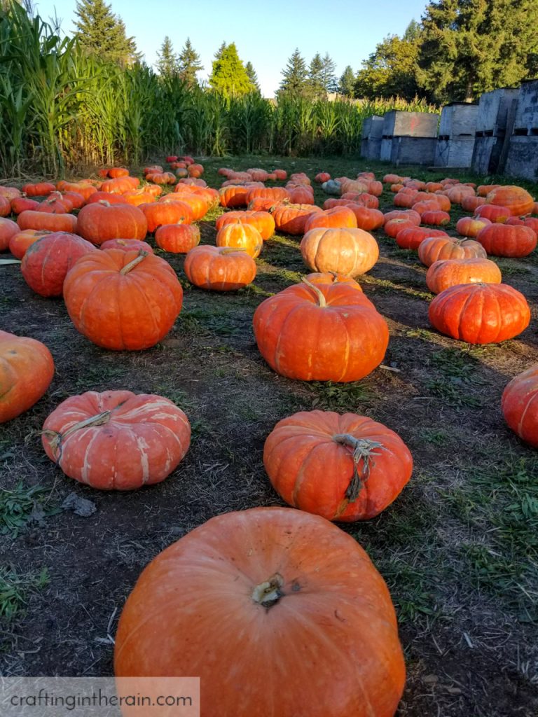 Joes Farms Pumpkin Patch