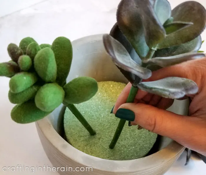 Press succulent into foam