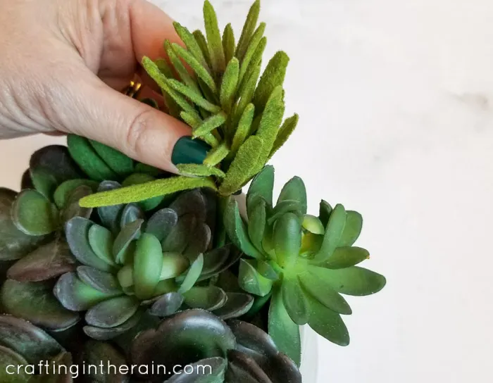 Arrange faux succulent