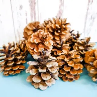 real pine cones