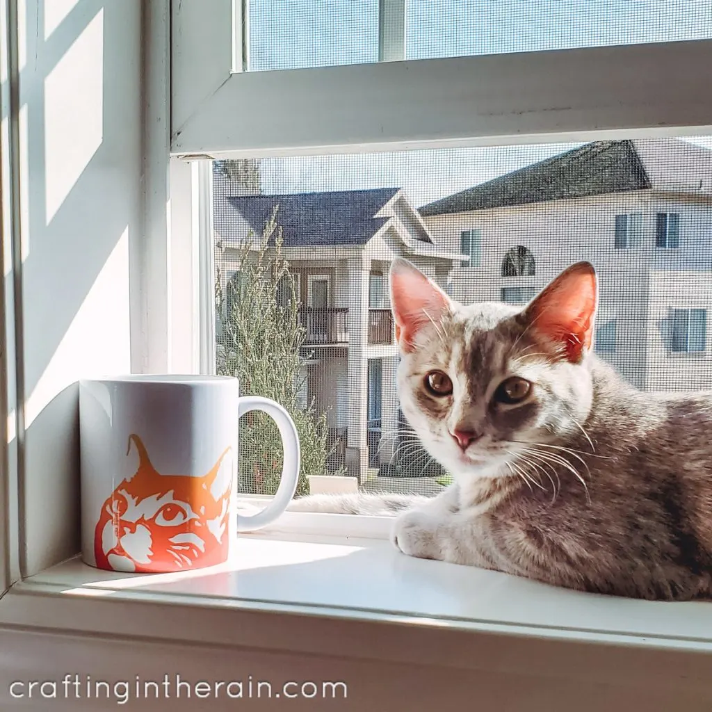 cat mug cat in window