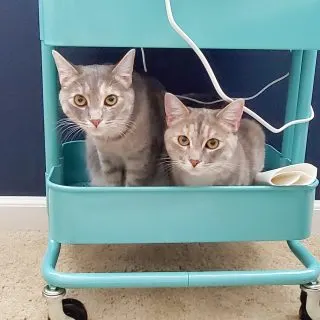 cats in craft room