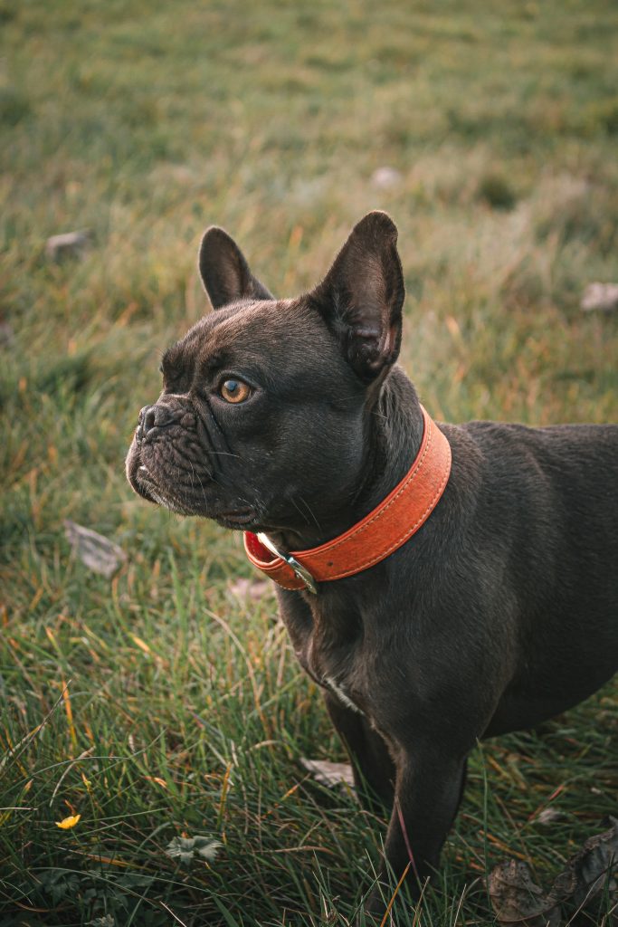 frenchie with leather collar