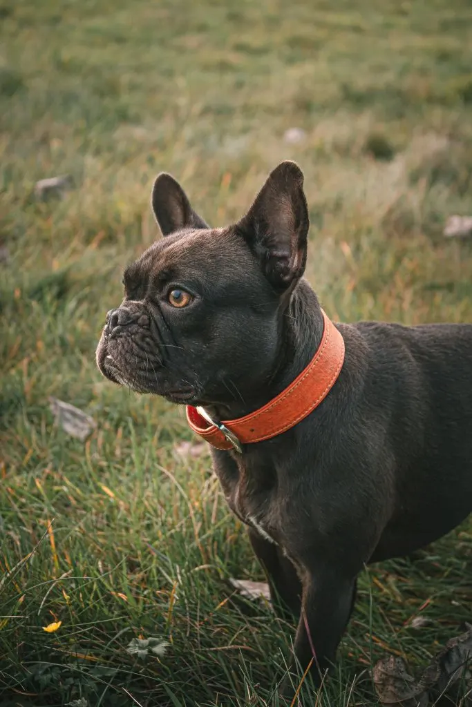 frenchie with leather collar